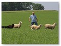 Schafe trennen