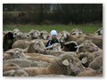 Kind sucht das Schaf